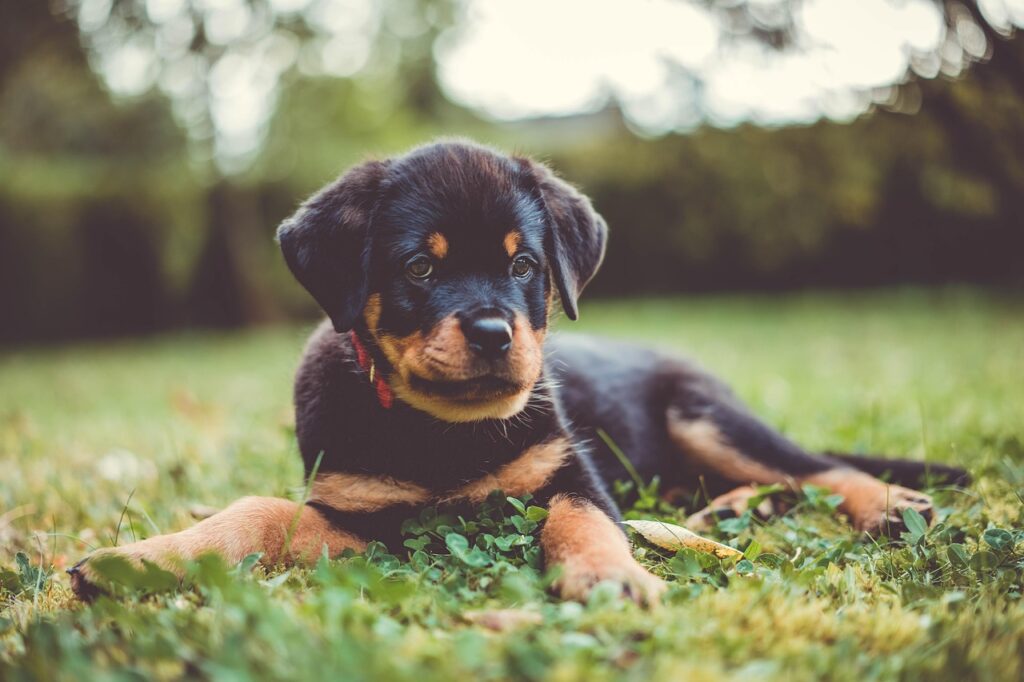 erster-hund-welpe-wien.jpg Welpe auf einer Wiese – Informationen für den ersten Hund