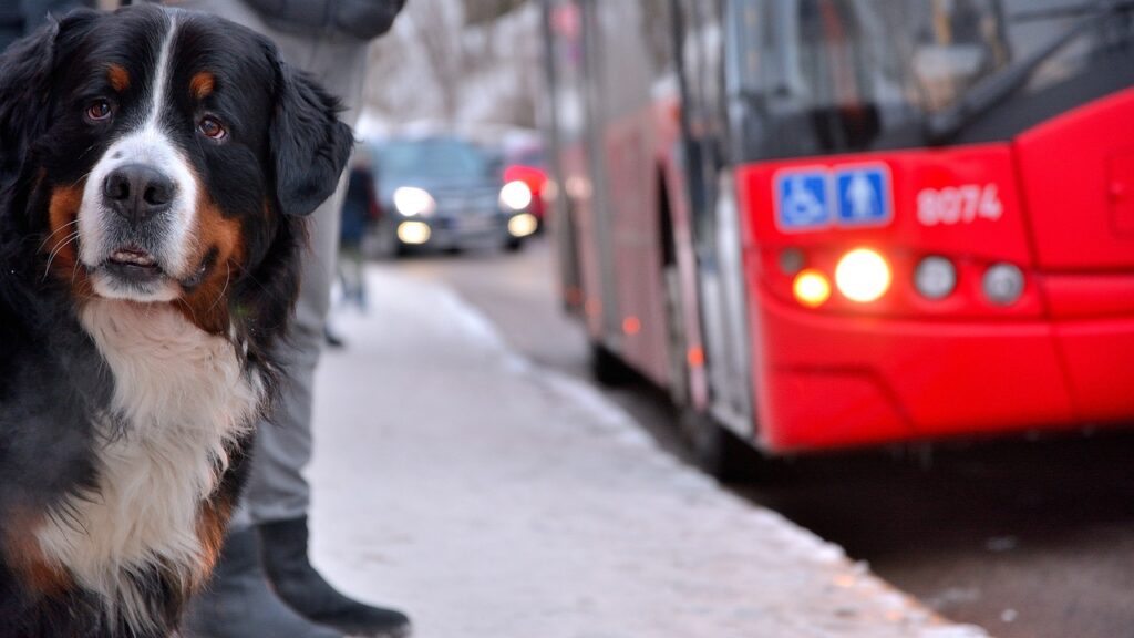 Hund an einer Haltestelle, im Hintergrund nähert sich der Bus